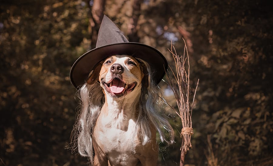 Celebrate_Halloween_Outdoors_dog_witch_hat.jpg