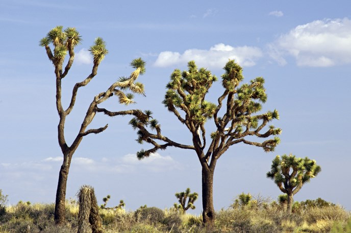 Joshua Trees