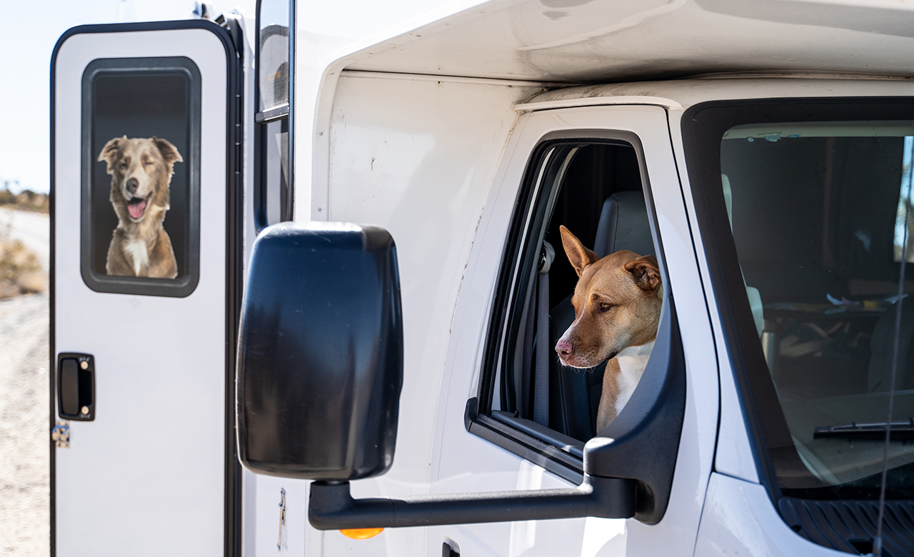Tips for Traveling With Your Pet