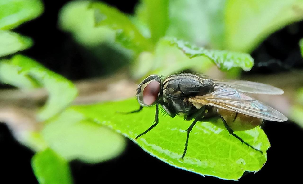 How To Keep Bugs Out of Your RV This Summer