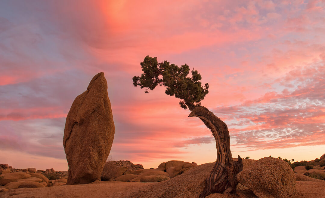 RV Camping in Joshua Tree National Park