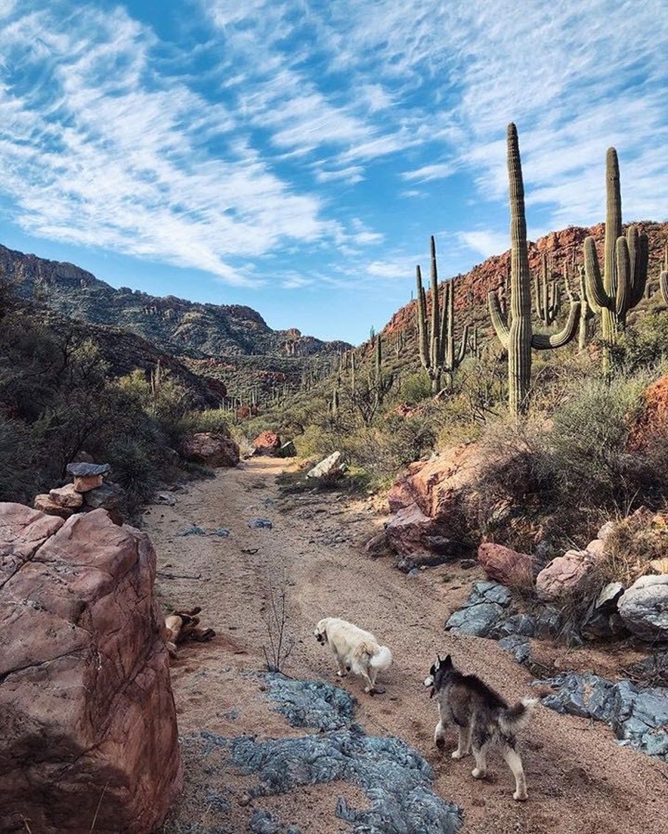 camping near saguaro national park