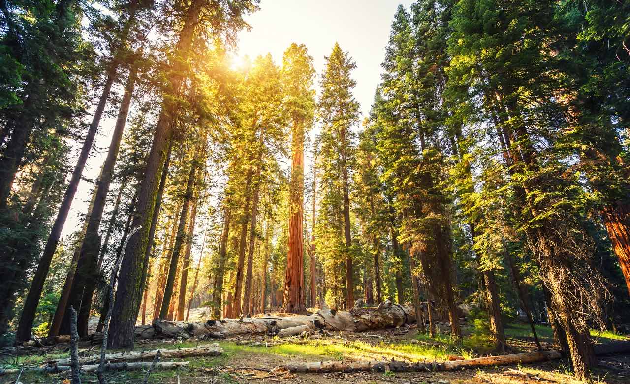 RV Camping in Redwood National Park