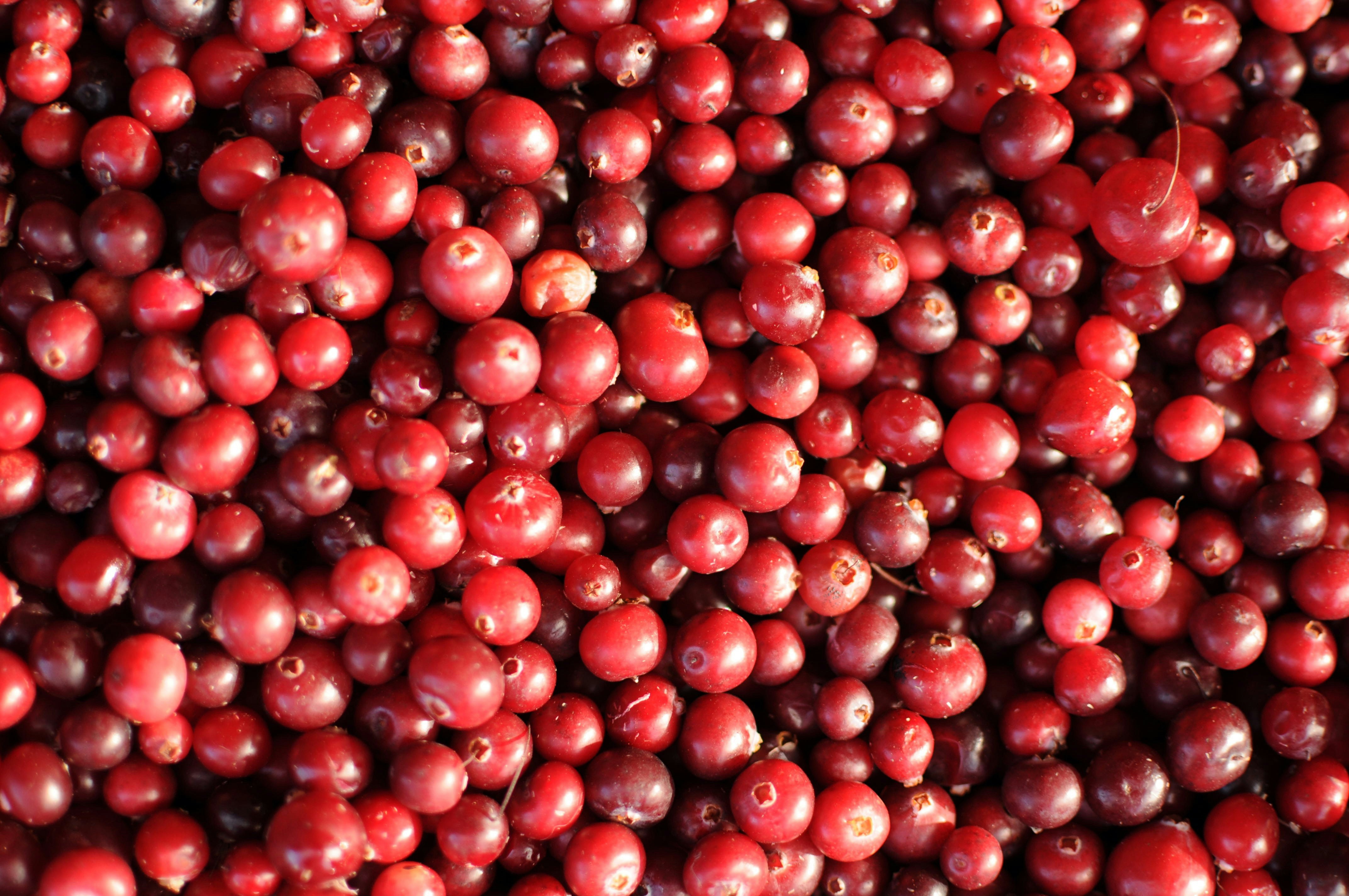 Fall Road Trip to the Best Cranberry Festival
