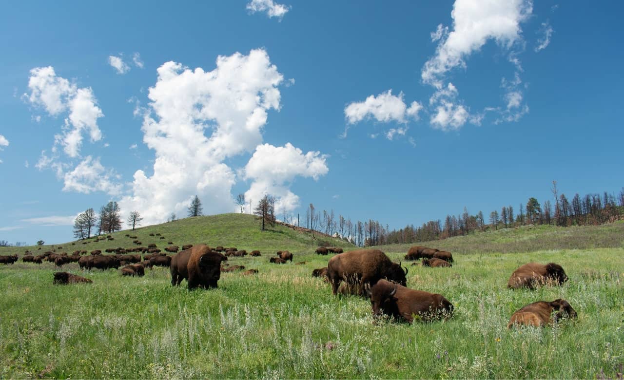 RV Camping Near Custer State Park
