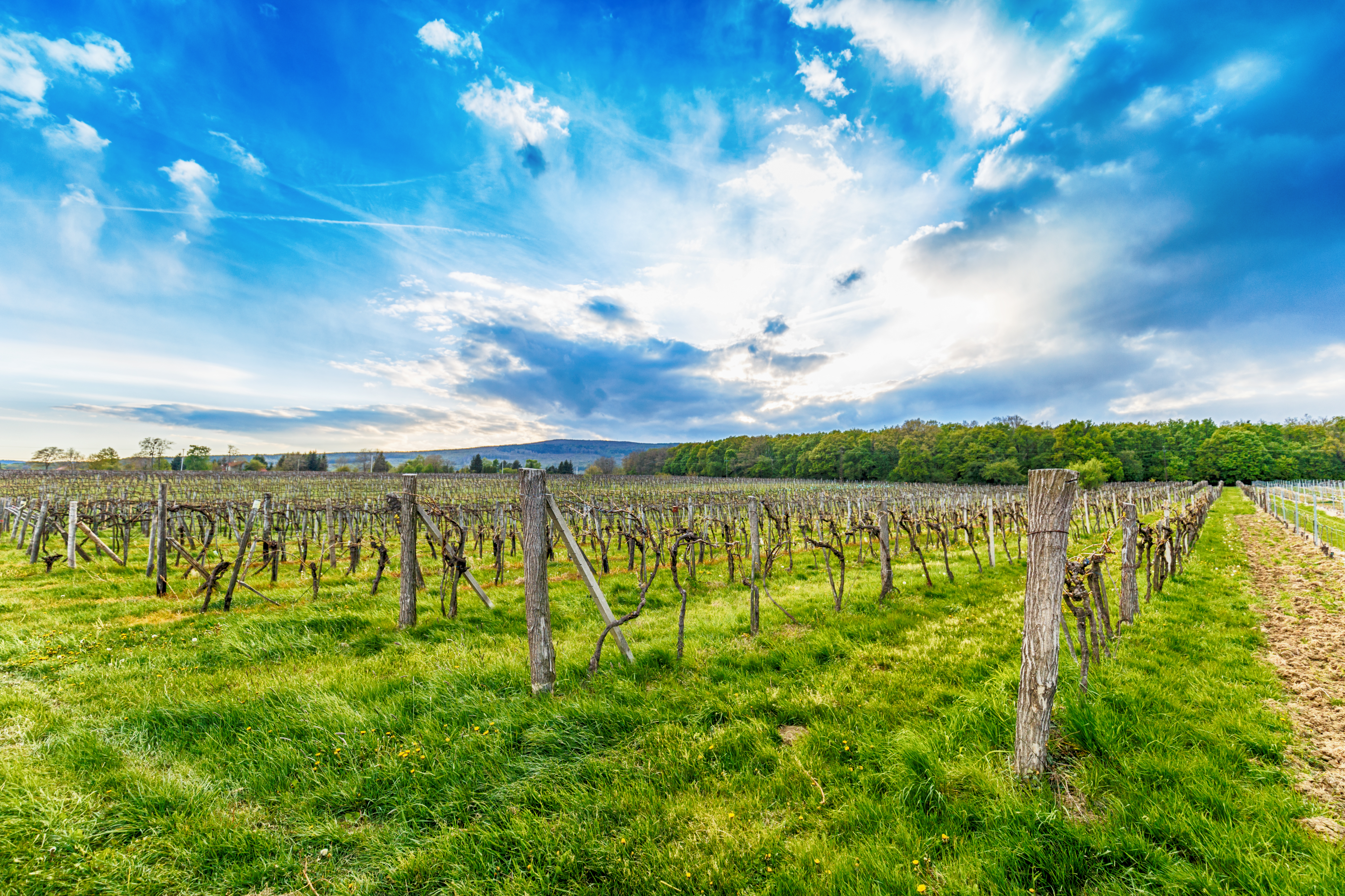  Why You Should Add Winery RV Camping to Your Agenda